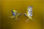 Flying Birds On High Shutter Speed