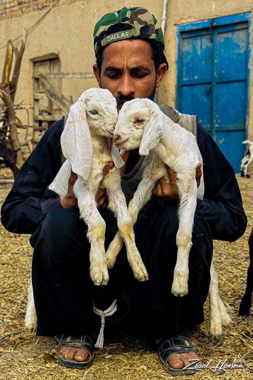 Rural Shepherd Holding Two White Baby Goats in a Traditional Setting - Dr. Zia-al-Hassan Photography
