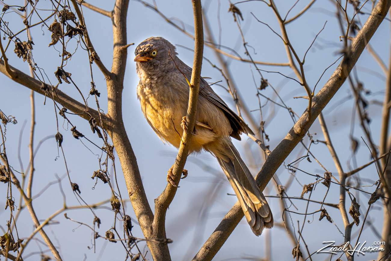 Jungle Babbler (Seven Sisters)