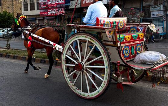 Traditional Pakistani Horse Carriage in a Vibrant Urban Setting - Dr. Zia-al-Hassan Photography