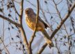 Jungle Babbler (Seven Sisters)