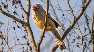 Jungle Babbler (Seven Sisters)