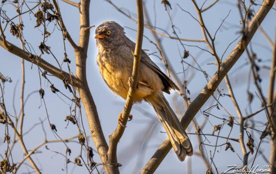 Jungle Babbler (Seven Sisters)